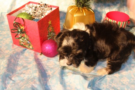 havanese-puppies